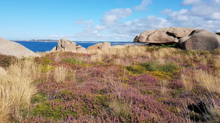 Formation rocheuse brune au milieu d'un champ d'herbe verte en Bretagne