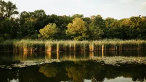 Vue paisible d'un étang bordé de roseaux et d'arbres à Domblain.