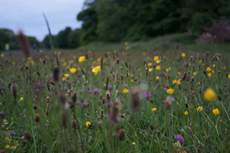 Saint-Dizier : soirée biodiversité à Domblain le 23 juillet