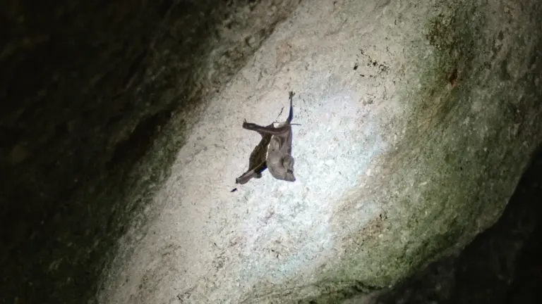 Une chauve-souris suspendue à une paroi rocheuse dans l'obscurité d'une grotte.
