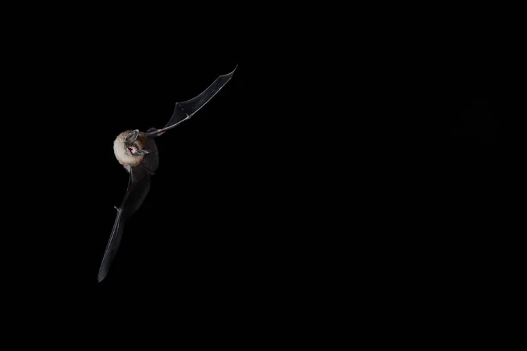 Lannion, le 28 août : sortie nature gratuite sur les chauves-souris