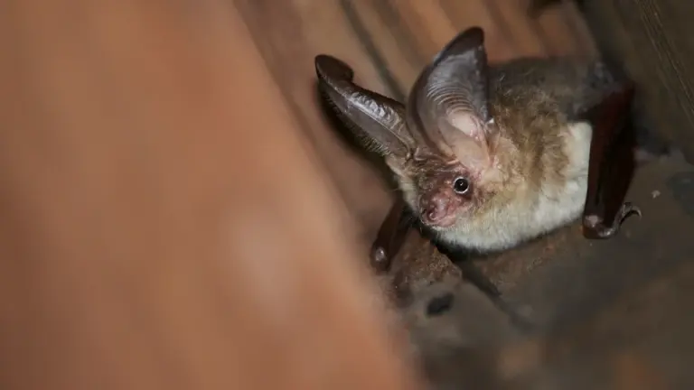 Soirée chauve-souris à Parempuyre : les batbox de sortie