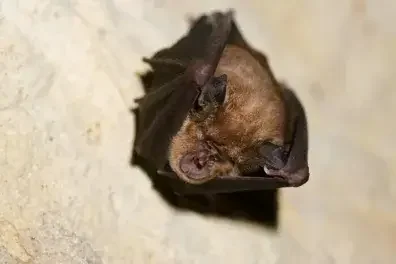 Soirée chauve-souris à Parempuyre : les batbox de sortie
