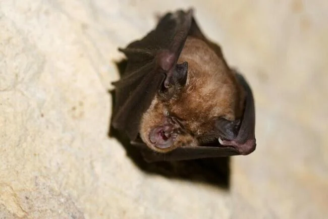Soirée chauve-souris à Parempuyre : les batbox de sortie